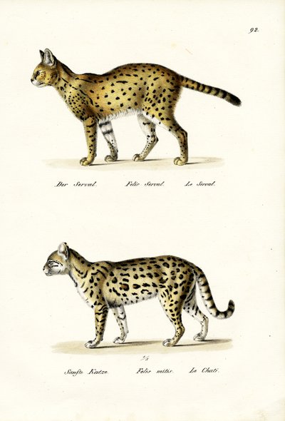 Chat tigre, 1824 - Karl Joseph Brodtmann